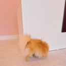 Groomer. NJ (그루머엔제이) 이미지