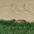 올데이독 | 충주 올데이cc 코스 후기