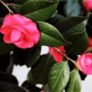 동백펜션 이미지