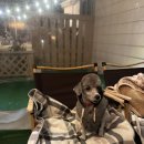 코코애견 이미지