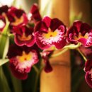 밀토니아(miltonia)