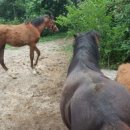 대암축산 이미지