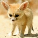 여우치킨 이미지