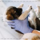 서울동물병원 이미지