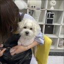 애견미용 이미지