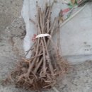 강두농장 이미지