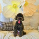 세천로7길 | 대구 성서 다사읍 세천리 크림우동 맛집 &#39;짜세프렌즈&#39; 애견카페 솔직 방문 후기