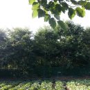 만리포헛개나무농장 이미지