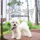 하트는멍멍 네이버블로그