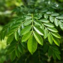 청양약초구기자시장 | 구기자 효능 좋다고? '이 사람'은 절대 먹지 마세요!