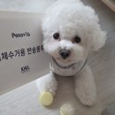 벳케어 동물병원 | 페노비스 강아지 고양이 펫 영양 종합검사를 통한 맞춤 영양제 벳 케어 플러스 정기배송 런칭