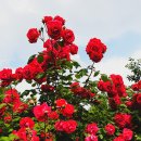 장미공원 주차장 이미지