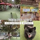 224 | [경기] 서울 근교 애견카페 추천 | 개떼놀이터 남양주 : 애견동반카페, 이색데이트코스