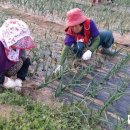 땅끝농장 이미지