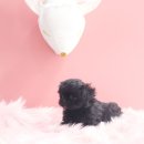 행복한강아지 이미지