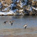 새매개천 이미지