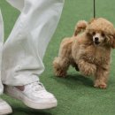 show dog 이미지