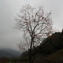 곡성-003 이미지