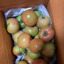 반딧불청과 이미지