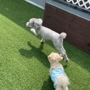 헬로우버디 이미지