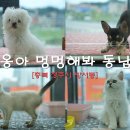 야옹아 멍멍해봐 강아지고양이 청주동남점 이미지