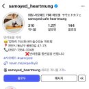 하트애견 | 천안 사모예드 애견카페 하트멍 12마리 천사견 웨이팅후기