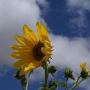 해바라기 이미지