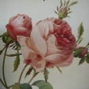 보태니컬아트 이미지