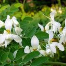 모링가 의 효능 (Moringa olefera ) 이미지