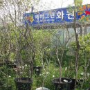 에버그린화원