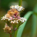 조원동-7 이미지