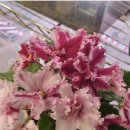 바이올렛 이미지