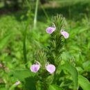 월락초등학교 이미지