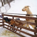 청성목장 이미지