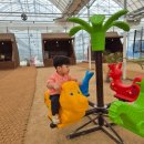 박달농장 | 포항 아이와 가기 좋은 체험 농장 아무르 망고 후기❤️