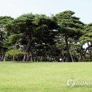 솔뫼성지 소나무 이미지