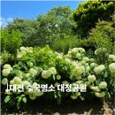 금강빌딩관리사무소 | 대전 수국명소 금강로하스대청공원 실시간 만개 (위치, 주차, 피크닉)
