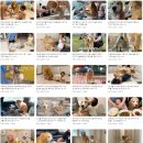 개팔상팔 이미지