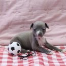 내 품안의 반려견(강서점) 이미지