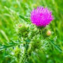 간 건강에 도움을 주는 밀크씨슬(Milk Thistle) 추출물(엉겅퀴) 이미지