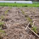 텃밭 | 유기물멀칭 텃밭 고추농사 후기