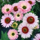 살몬/썬씨커즈 살몬-Echinacea Salmon/Sunseekers Salmon 이미지