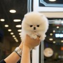 강아지 호텔 이미지