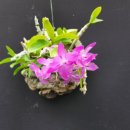 Dendrobium parishii 3petal 이미지