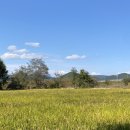 소망애견 이미지