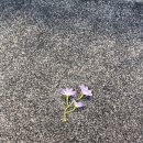 드로터스 | 밥, 주차, 홀 모두 완벽했던 로터스 101 본식 후기(+꼼나나브라이드대구,마리스포사,라뷰스냅,사유스냅)