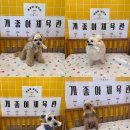 개좋아