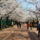 도연합회 및 시군대표, 군산시연합회 벚꽃맞이 먹거리장터 격려방문 이미지