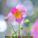 🌷광양 매화 축제는 취소 되었습니다~~🌷 이미지