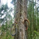 천과나무 이미지